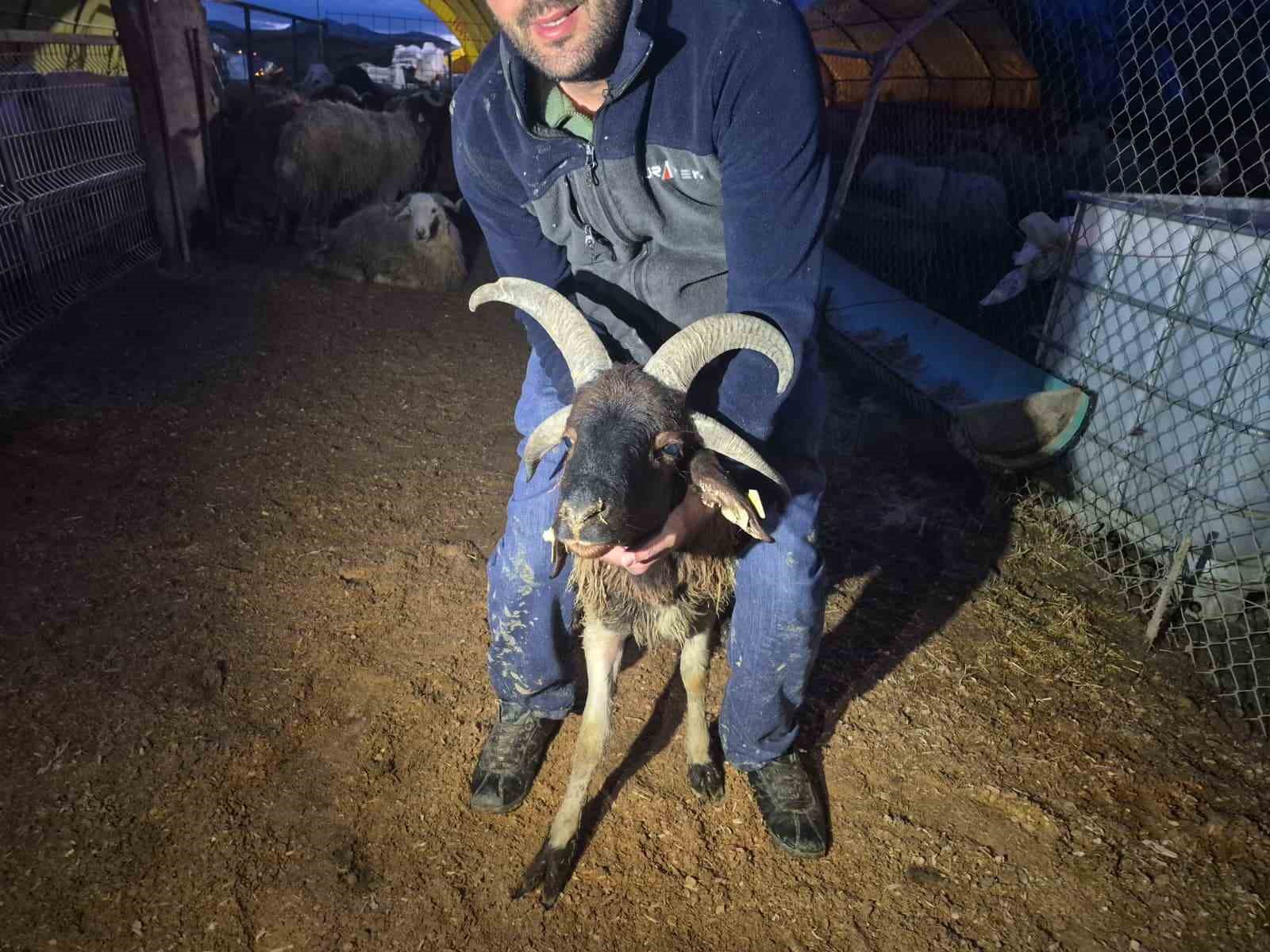 Kurban pazarında besicilerin gece mesaisi